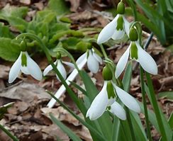 Image result for Galanthus Olgas Merlin