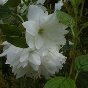 Philadelphus Frosty Morn 的图像结果