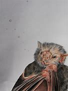 Image result for Bat Colored Pencil Art