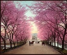 Image result for Japan Cherry Blossom Street