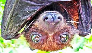 Image result for Fruit Bat Face Up Close