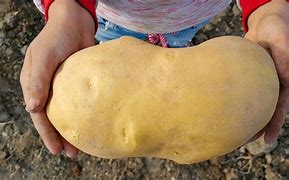 Image result for Largest Potato Ever