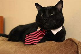 Image result for Cat with Tie Meme