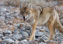 Image result for cayote
