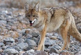 Image result for Cuero, Texas is a coyote