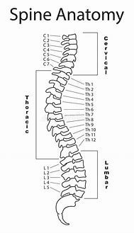Image result for Human Spine Labeled