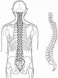 Image result for Human Spine Vertebrae