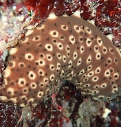 Image result for "rhabdomolgus Ruber". Size: 176 x 185. Source: biodiversitycyprus.blogspot.com