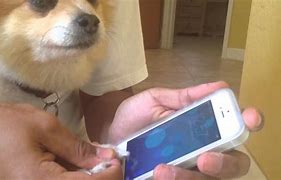 Image result for iPhone 5 PhoneDog