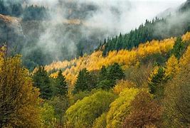 Image result for Forests in Wales