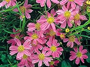 Image result for Coreopsis rosea American Dream