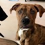 Image result for Pit Bull Boxer Mix Puppy