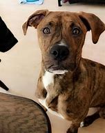 Image result for Pit bull Mixes