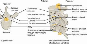 Image result for Spinal Cord Vertebrae Anatomy
