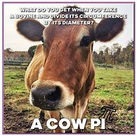 Image result for Cow COO Meme