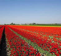 Image result for Tulip Fields Aerial