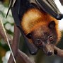 Image result for Flying Fox Screeching