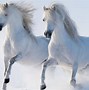 Image result for White Horse Pair HD for PC Wallpaper