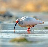 Image result for Crested Ibis