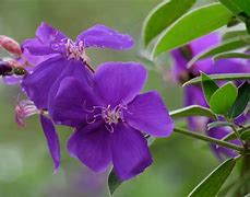 Image result for Purple Bell-Shaped Clematis