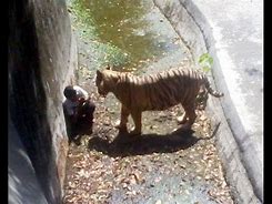 Image result for Tiger Eats Guy at Zoo