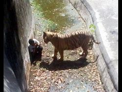 Image result for Tiger Eating People