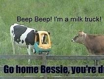 Image result for Funny Cow Memes Cartoons