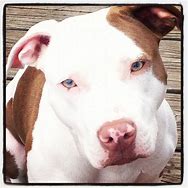 Image result for Red Nose Pit Bull