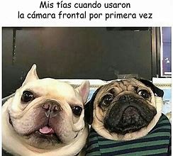 Image result for Memes De Perritos