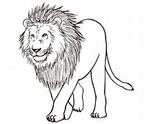 Image result for Lion Drawing Black and White Diffrent Pasitions