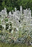 Image result for Stachys byzantina Cotton Boll