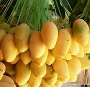 Image result for Product of Region in the Philippines