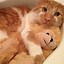 Image result for Funniest Cat Pictures in the World