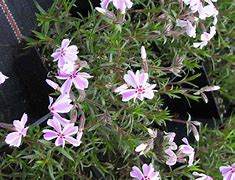 Image result for Phlox subulata Candy Stripes