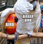 Image result for Happy Bird Meme