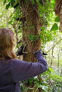 Image result for Removing Ivy From Trees