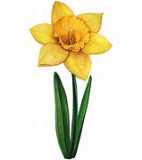 Image result for Daffodil