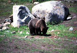 Image result for Bear in Case Mountain