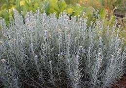 Image result for Helichrysum italicum  (CURRY)