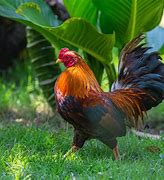 Image result for Gallic Rooster
