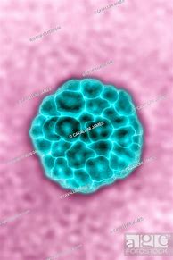 Image result for Human Papillomavirus Structure