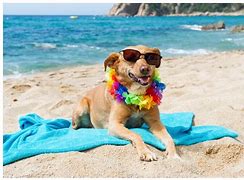 Image result for Dog Beach Sign Meme