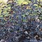 Image result for Physocarpus opulifolius All Black