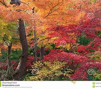 Image result for Best Autumn View in Yokohama Kanagawa