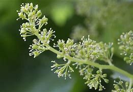 Image result for Grape Flowers