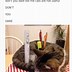 Image result for Funny Cats LOL