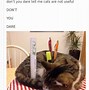 Image result for Funny Cat Profile Pictures