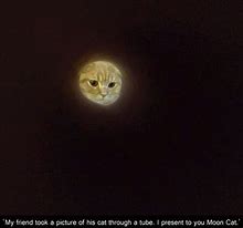 Image result for Cat Moon Meme