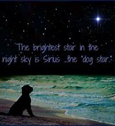 Image result for Dog Looking at Stars