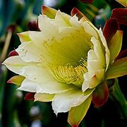 Image result for Beautiful Cactus